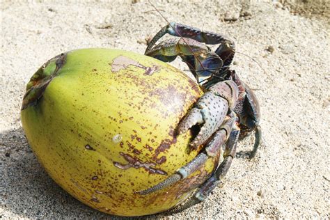 The Coconut Crab Is an Icon of Batanes. That Has  .